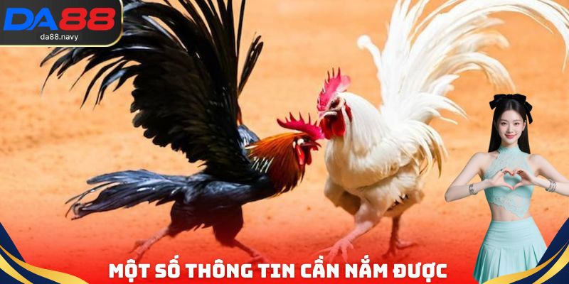 Một số thông tin cần nắm được về đá gà trực tiếp Campuchia
