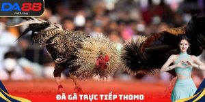 Đá Gà Trực Tiếp Thomo